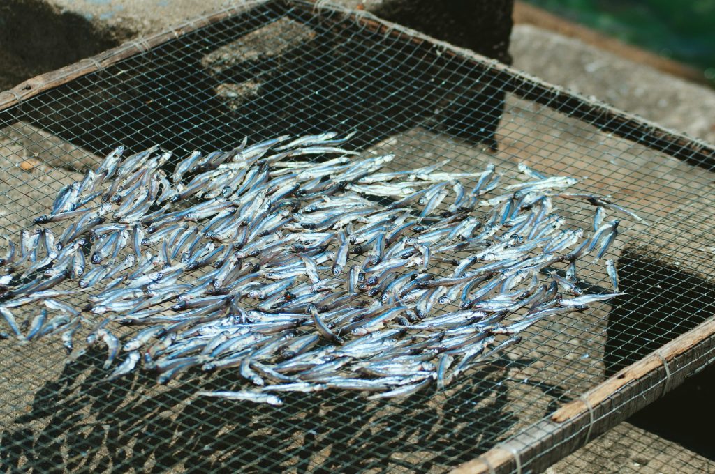 vanbachtung-image-fied-fish-0231
